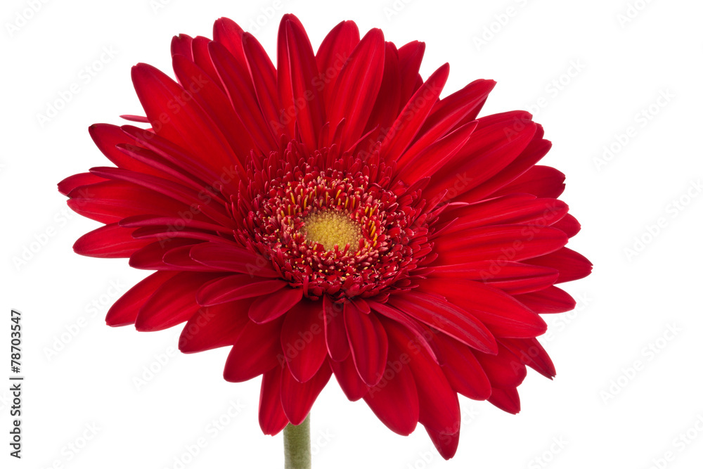 Fresh Gerbera flower.