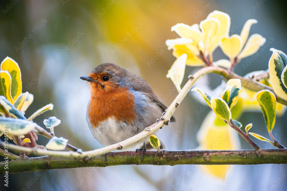 cute fluffy red robin bird on a tree branch