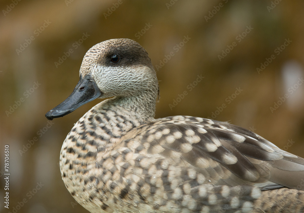 Fototapeta premium Marbled Teal
