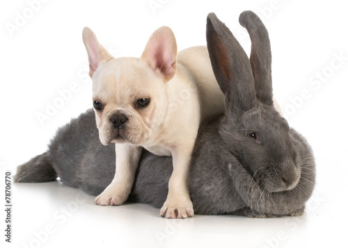 bunny and puppy