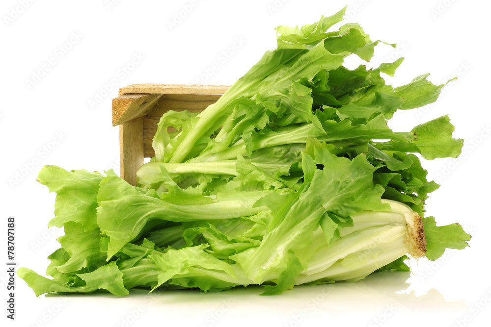 freshly harvested endive in a wooden box on a white background freshly harvested endive in a wooden box on a white background