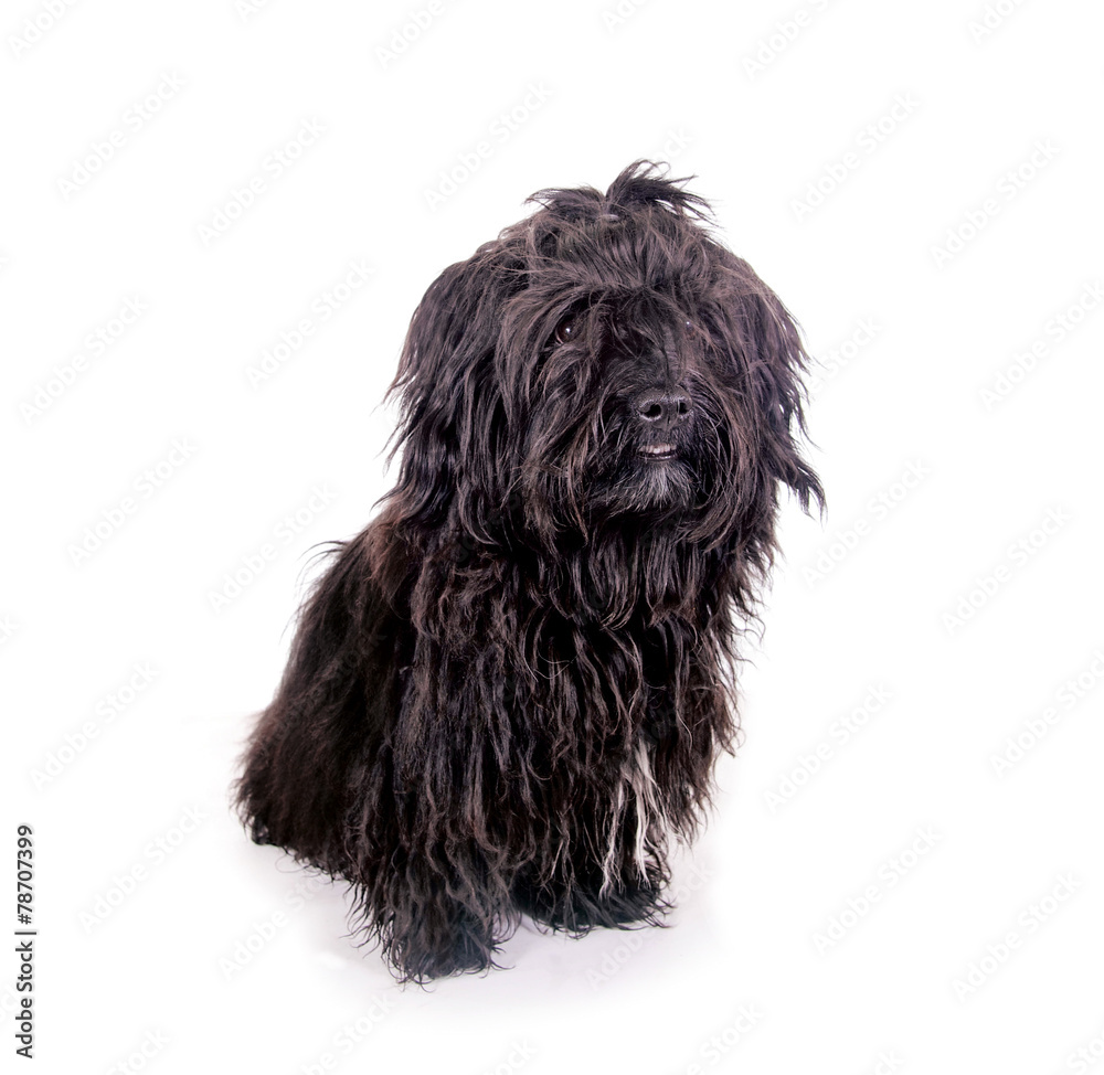 Schwarzer Wuschelhund Stock-Foto | Adobe Stock