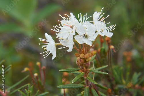 Flower wild rosemary - Ledum palustre in natural tundra environm photo