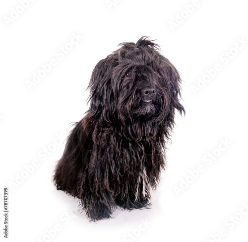 Schwarzer Wuschelhund