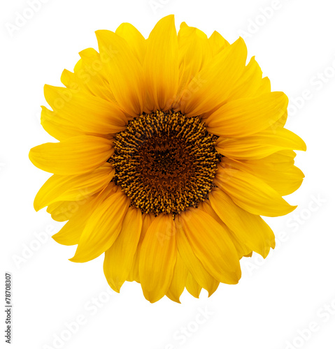 Fototapeta Naklejka Na Ścianę i Meble -  Sonnenblume