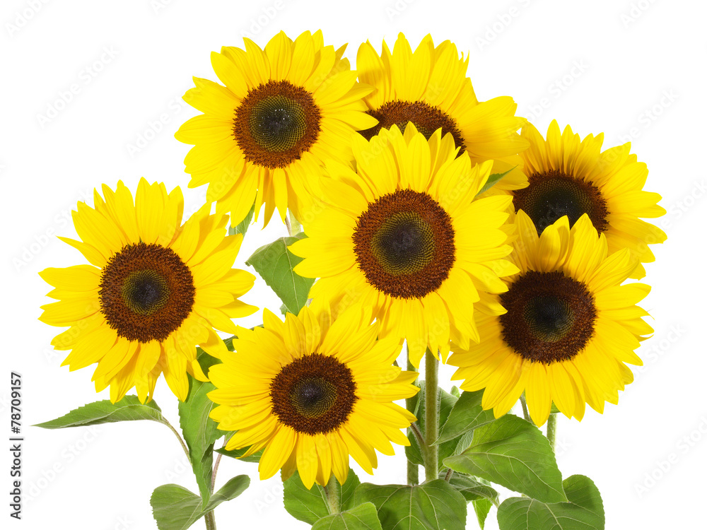 Sonnenblumen Sonnenblumen