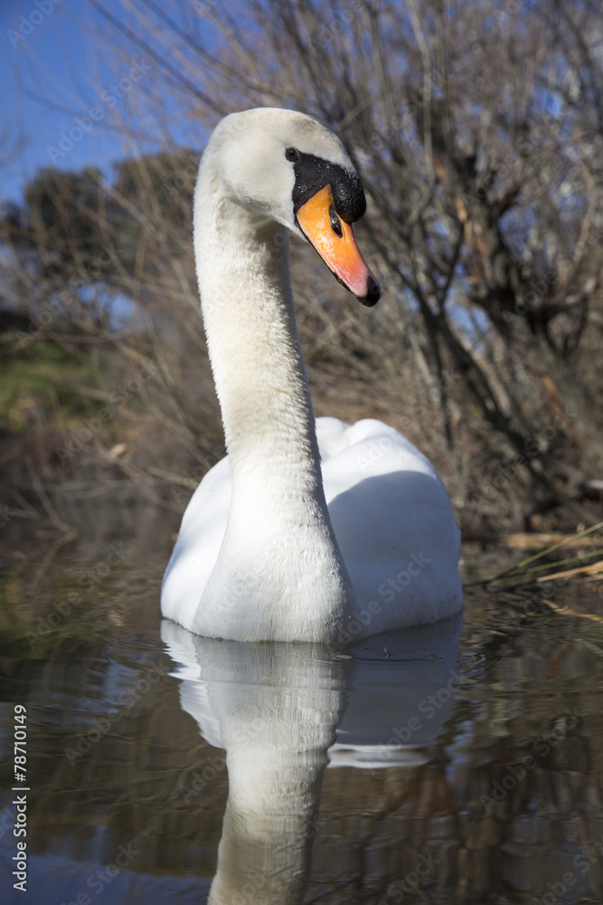 Obraz premium Mute swan bird in water