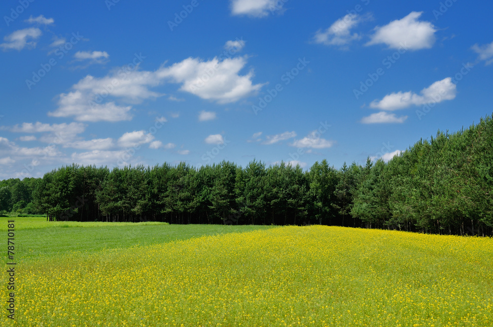 Obraz premium Spring landscape