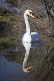 Mute swan bird in water