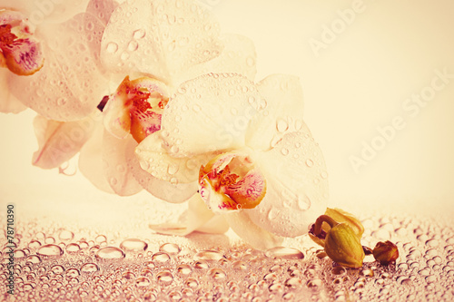 Fototapeta Naklejka Na Ścianę i Meble -  Beautiful orchid on light background