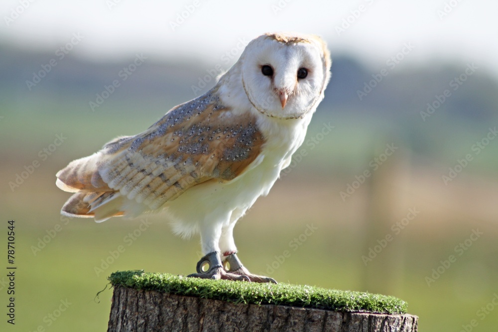 Obraz premium beautiful owl