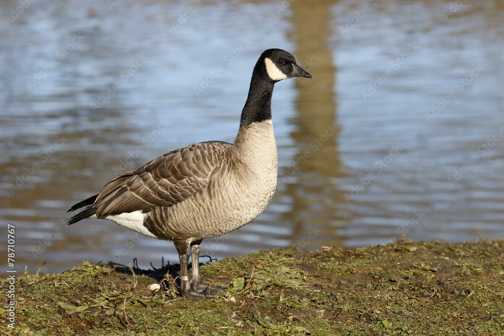 Richardsons Canada goose, Branta hutchinsii hutchinsii Richardsons Canada goose, Branta hutchinsii hutchinsii