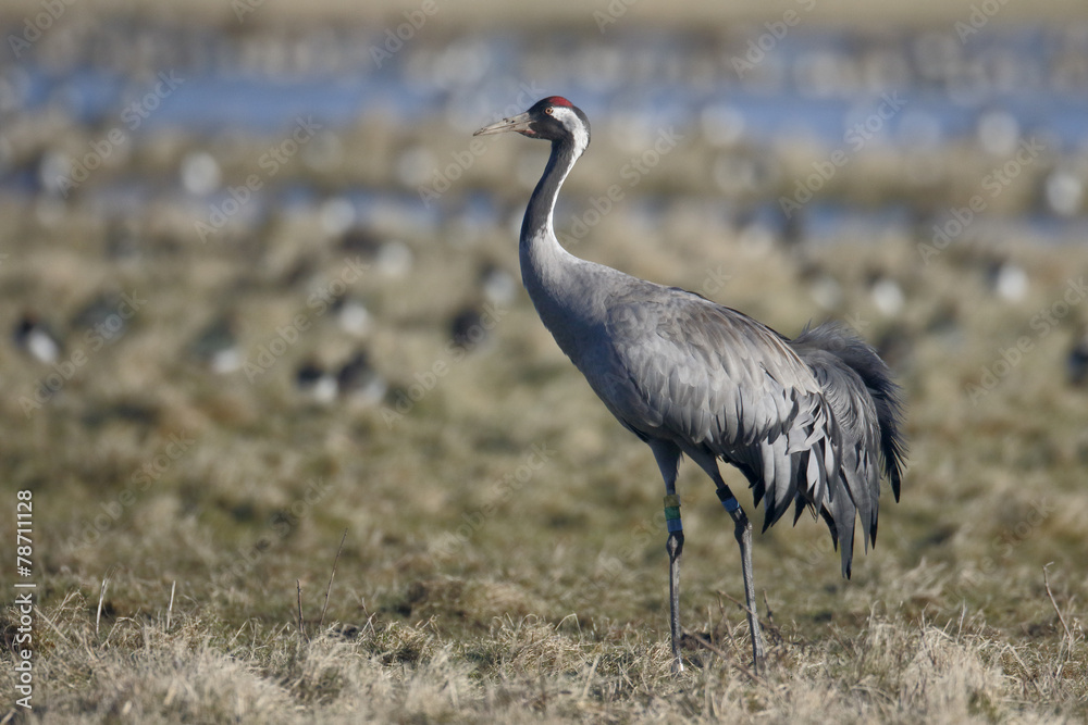 Obraz premium Common crane, Grus grus