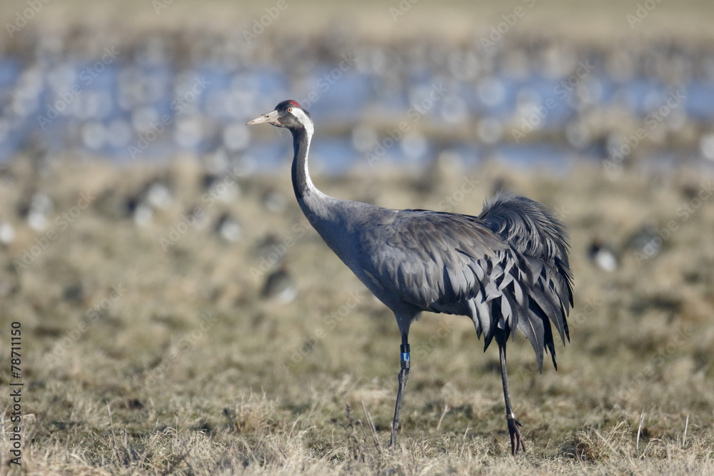 Obraz premium Common crane, Grus grus