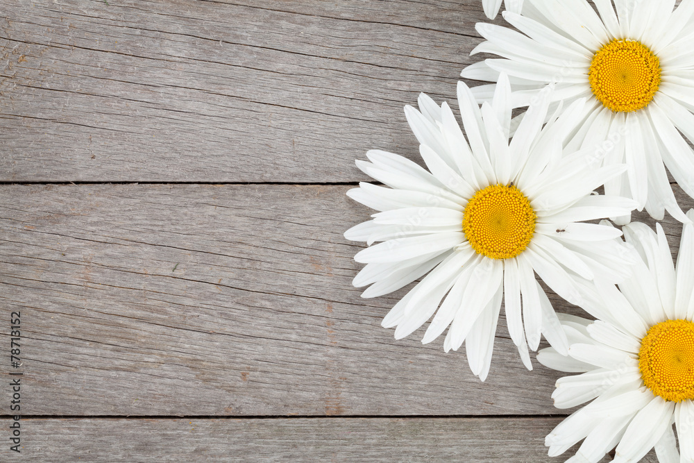 Obraz premium Daisy camomile flowers on wooden background