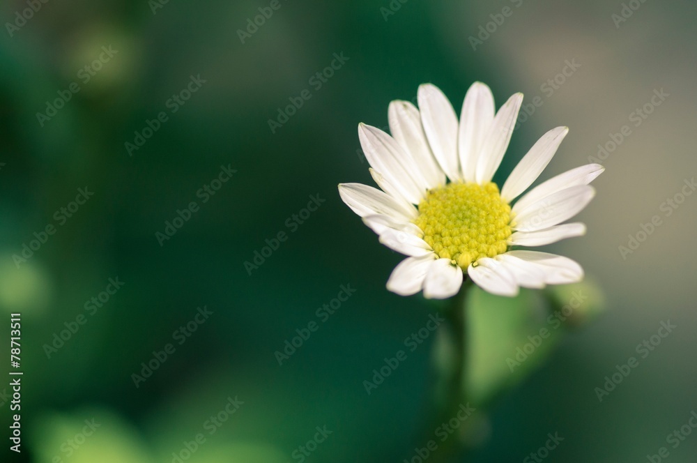 Fototapeta premium Abstract Flower in Vintage Style : Green Collection
