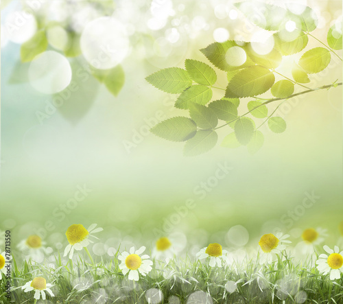 spring background with daisies. Boke