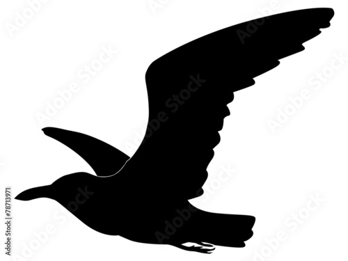 seagull