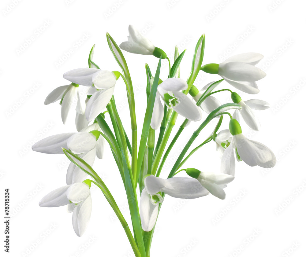 Spring snowdrops isolated on white Spring snowdrops isolated on white