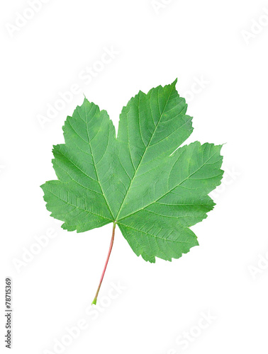 Beautiful green leaf isolated on white