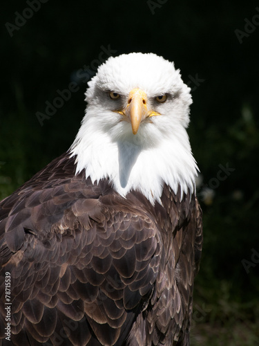 Bald eagle