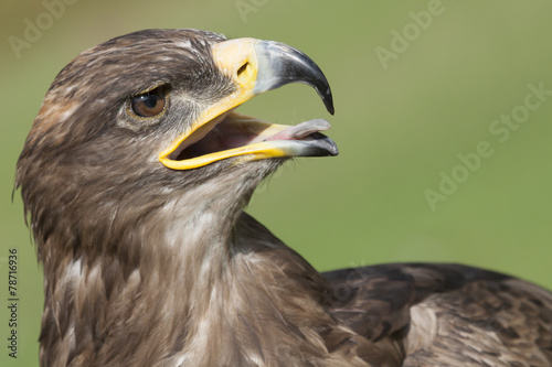 golden eagle © picture.jacker