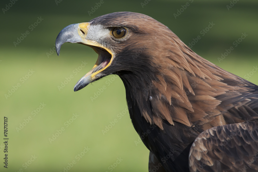 Obraz premium crying eagle