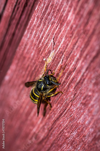 Wasp on old wood