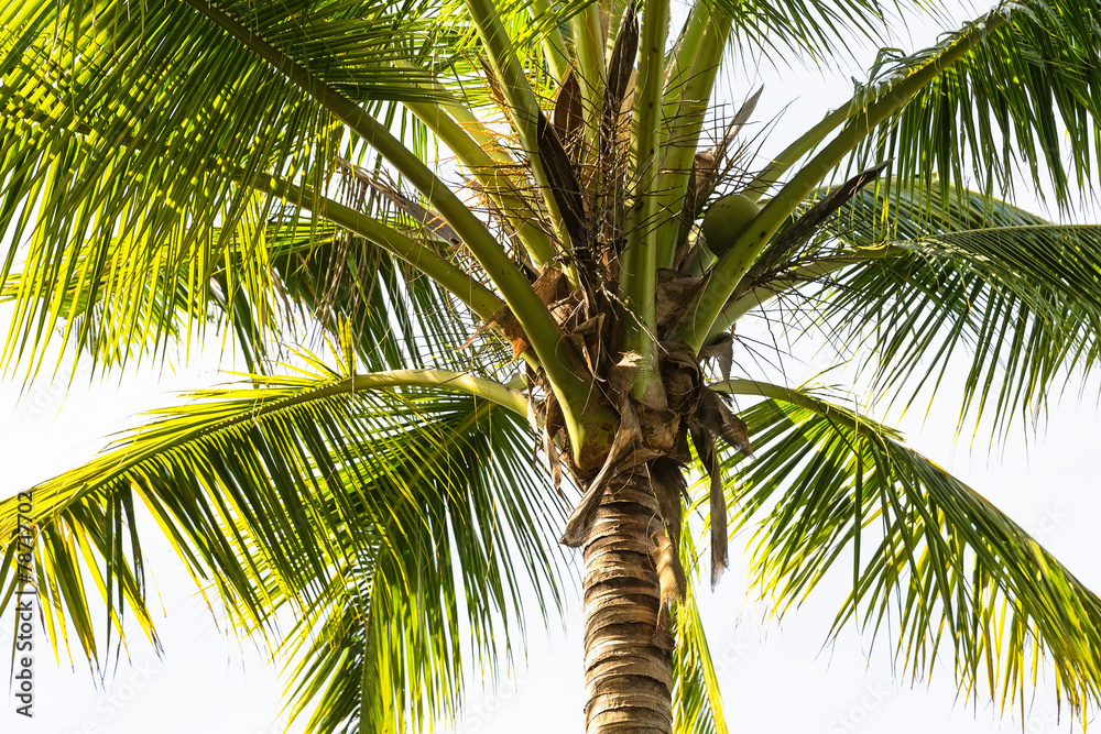 Fototapeta premium Coconut palm trees perspective view