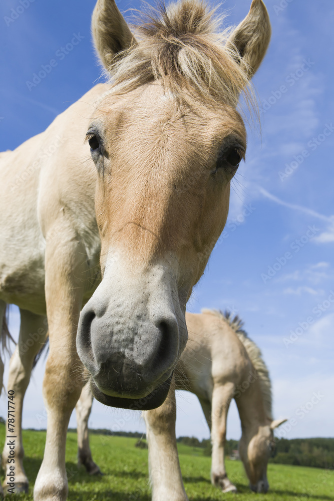 Naklejka premium two Haflinger