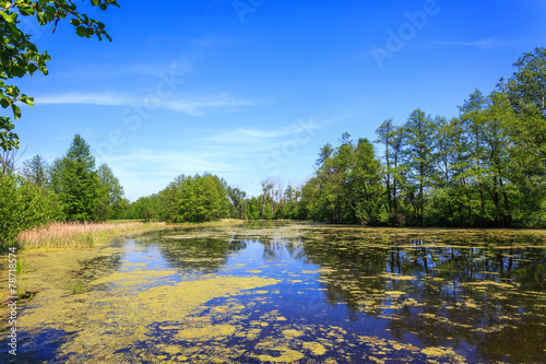 Fototapeta Naklejka Na Ścianę i Meble -  Summer on small lake