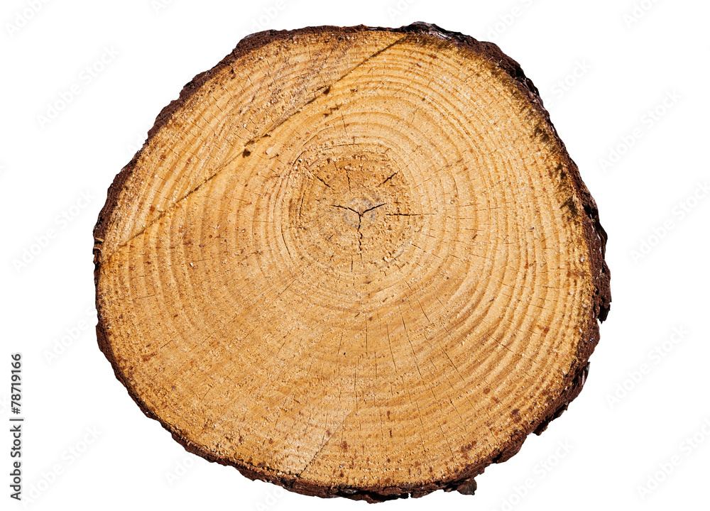 tree rings close up isolated on white background tree rings close up isolated on white background
