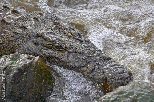 Coccodrillo - Seronera