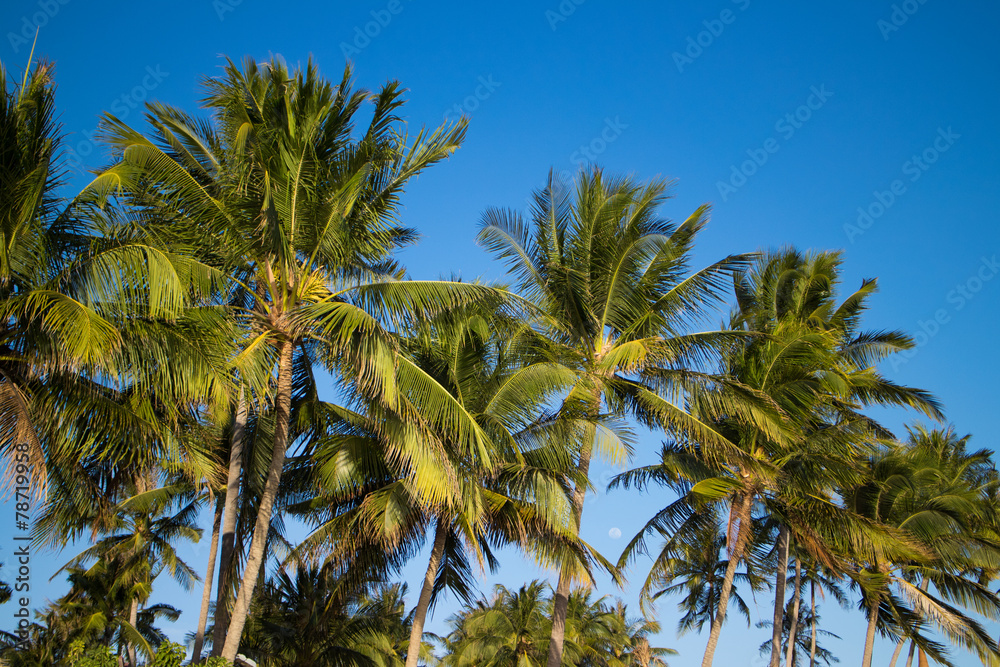 Obraz premium palms over blue sky