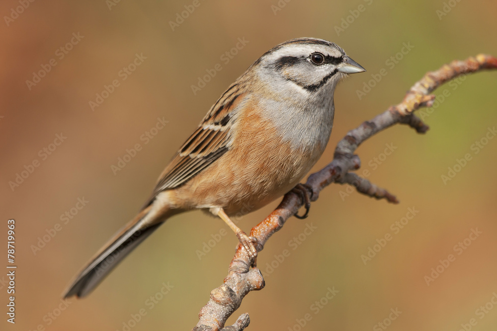 Bunting ( Emberiza cia ) in autumn perched on a branch - obrazy, fototapety, plakaty 