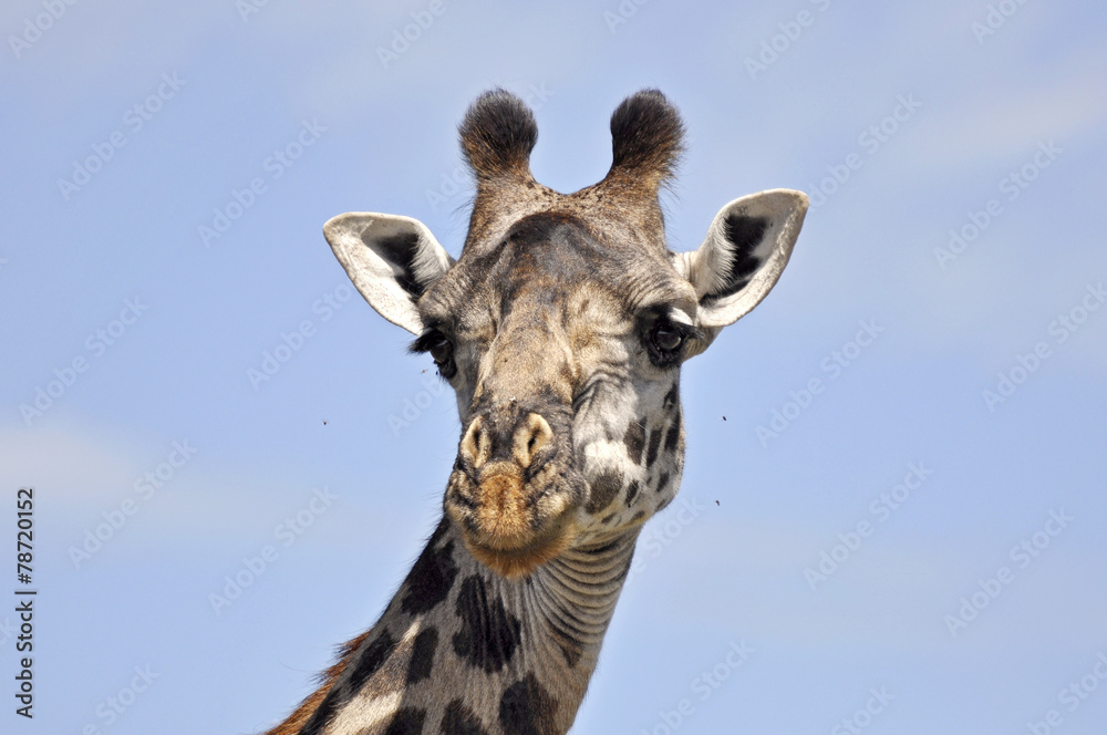 Giraffa Giraffa