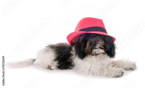 Kleiner Hund mit rosa Hut © grafikplusfoto