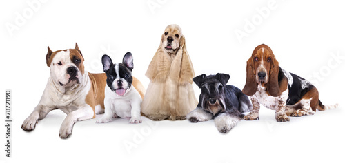 Group of  dogs sitting in front of a white background