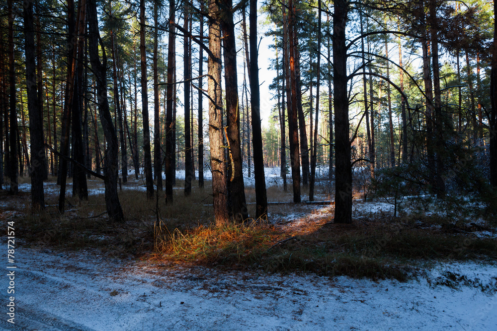 Fototapeta premium Sunset in a winter forest