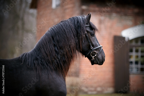 Portrait of a sports black horse. #78721566