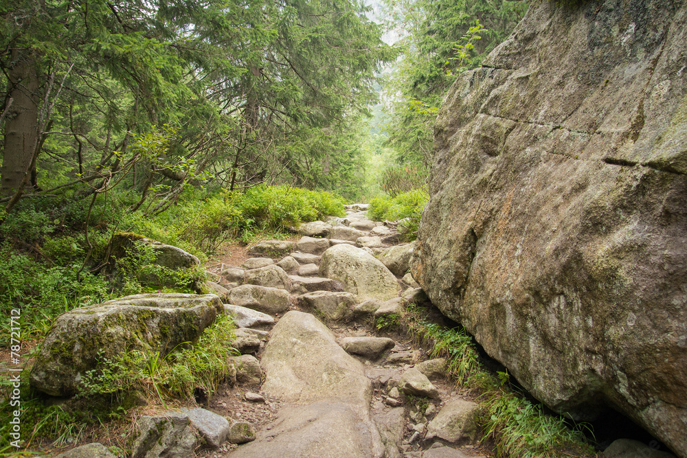 hiking trail in forest