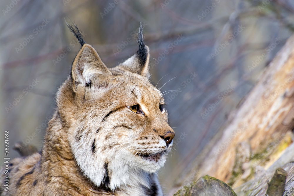 Fototapeta premium Eurasian lynx (Lynx lynx)