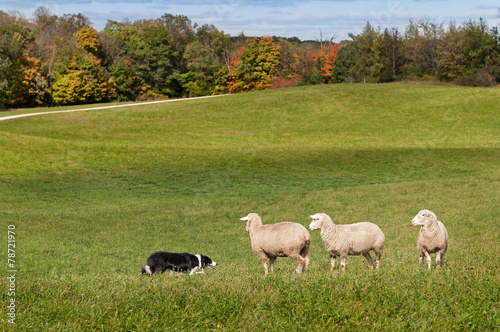 Stock Dog (Border Collie) and Sheep (Ovis aries) Standoff photo