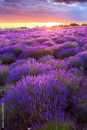 Lavender field in Tihany  Hungary