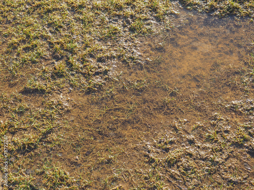 Marshland background
