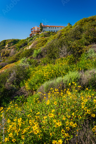 Colorful flowers on a hillside in San Clemente, California. photo