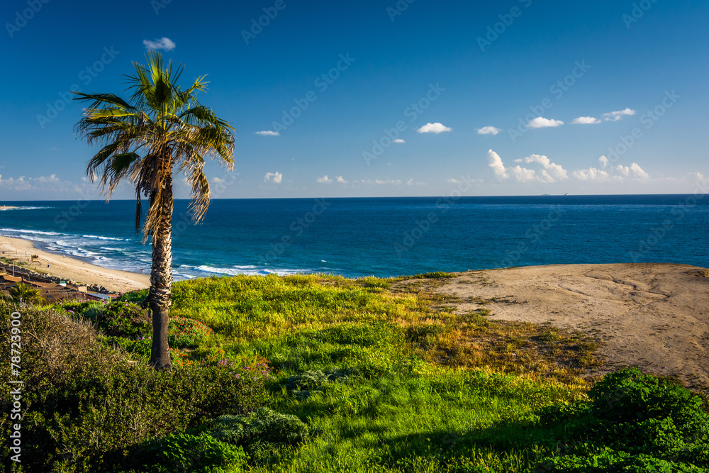 Palm tree on a cliff over the Pacific Ocean in San Clemente, Cal