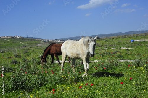 Horses eating grass on the green field