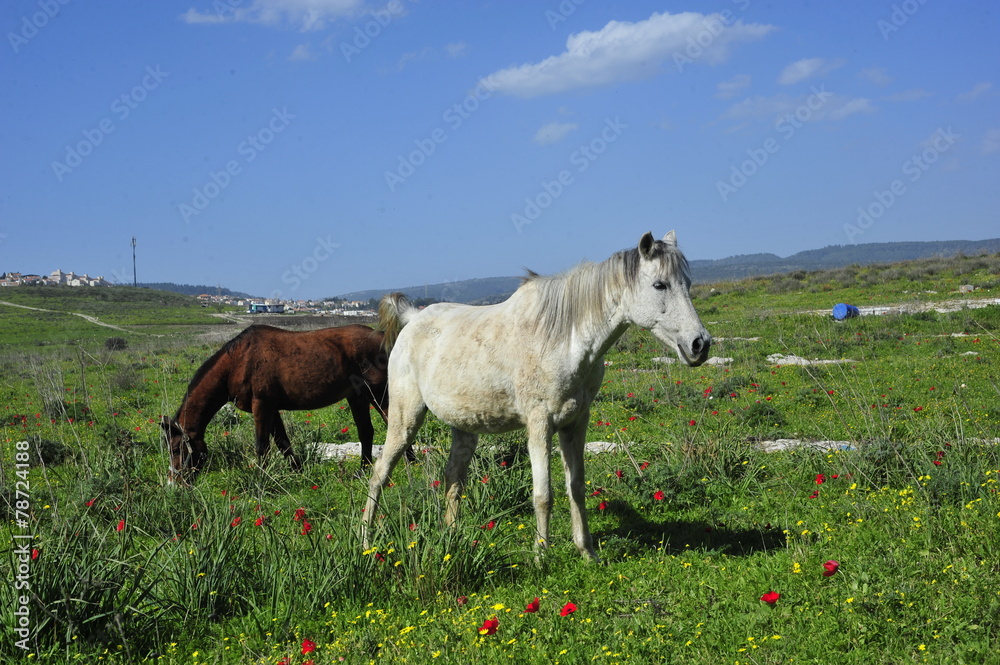 Horses eating grass on the green field