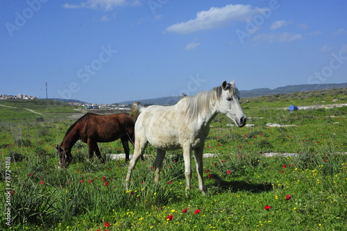 Horses eating grass on the green field © PROMA